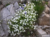 Silene quadridentata